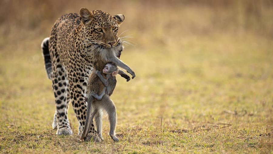 Leopard तेंदुआ